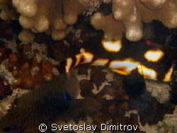 Quite close to this tiny fish. by Svetoslav Dimitrov 